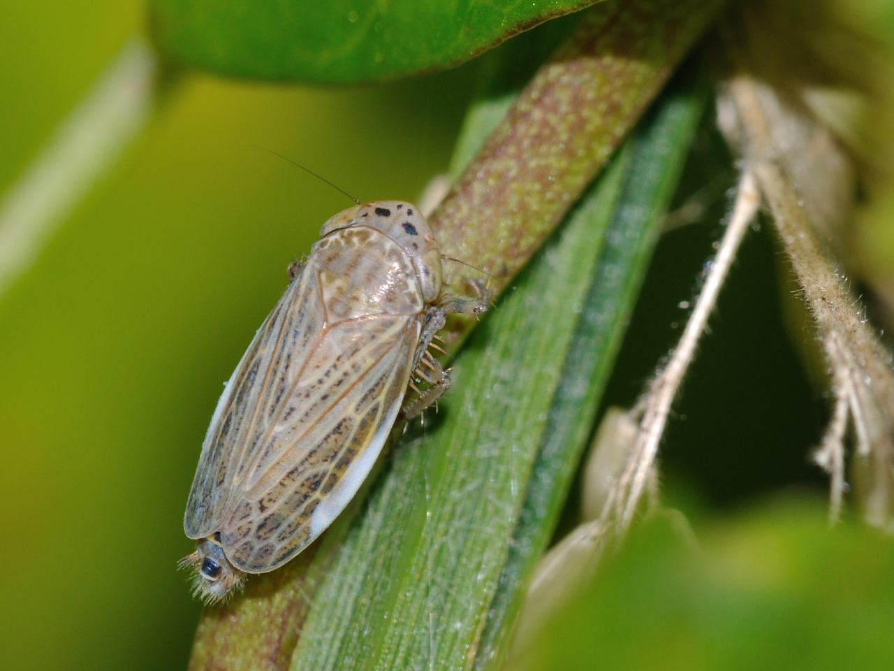 Cicalina da identificare......Euscelis sp. dall''Abruzzo